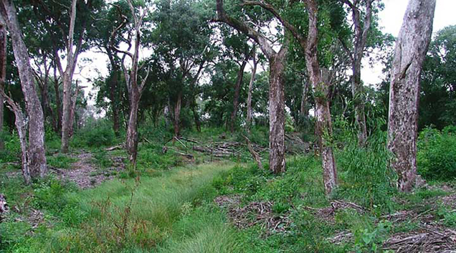 Chatswood land conveyancer